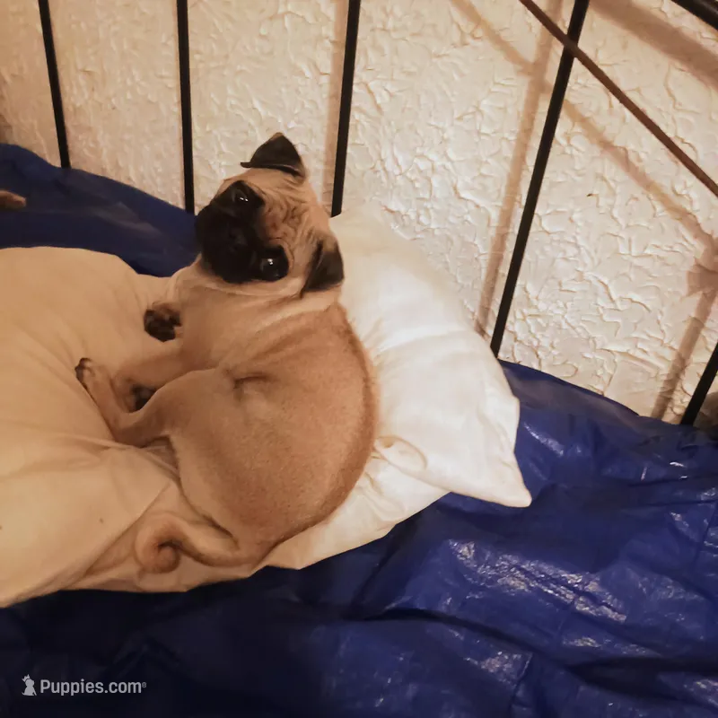 Awna – Pug puppy for sale in Waldron, AR