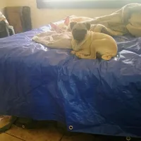 Anna , a female Pug for sale in Waldron, AR – Photo 2 of 2