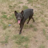 Alfalfa, a male Australian Kelpie for sale in Waldron, AR – Photo 2 of 3