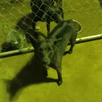 Alfalfa, a male Australian Kelpie for sale in Waldron, AR – Photo 1 of 3