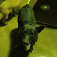 Alfalfa, a male Australian Kelpie for sale in Waldron, AR – Photo 3 of 3