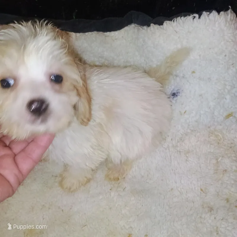 Maverick – Cavapoo puppy for sale in Waldron, AR