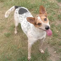 Darla, a female Australian Cattle Dog for sale in Waldron, AR – Photo 2 of 2