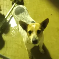 Darla, a female Australian Cattle Dog for sale in Waldron, AR – Photo 1 of 2