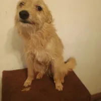 Huey, a male Dachshund and Chihuahua for sale in Waldron, AR – Photo 2 of 3