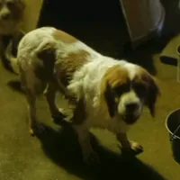 Bandit, a male Cavapoo for sale in Waldron, AR – Photo 1 of 2