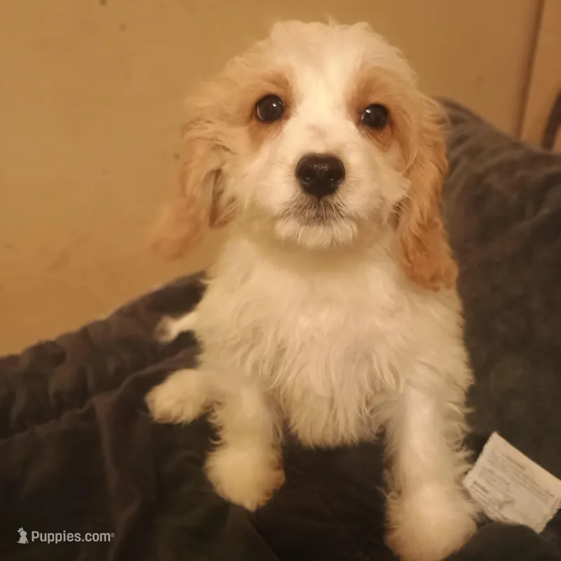 Bandit – Cavapoo puppy for sale in Waldron, AR