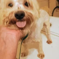 Barkley, a male Bichon Frise and Maltese for sale in Waldron, AR – Photo 1 of 2