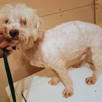 Barkley, a male Bichon Frise and Maltese for sale in Waldron, AR – Photo 2 of 2