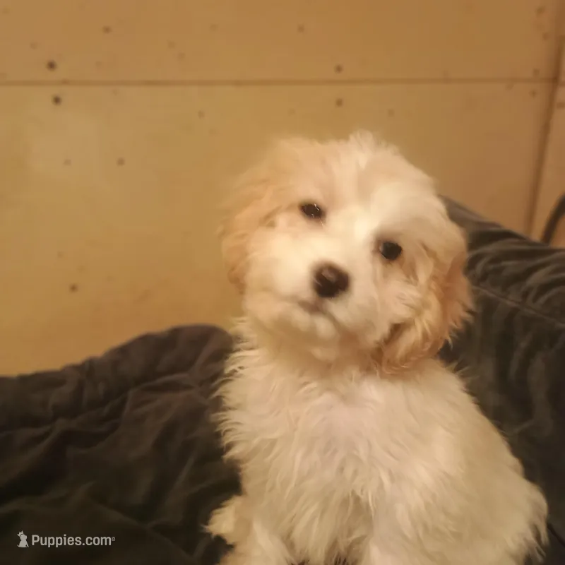 Dallas, a male Cavapoo for sale in Waldron, AR – Photo 1 of 2