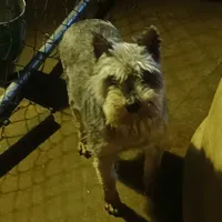 Dutchess, a female Miniature Schnauzer for sale in Waldron, AR – Photo 2 of 2