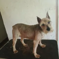 Dutchess, a female Miniature Schnauzer for sale in Waldron, AR – Photo 1 of 2