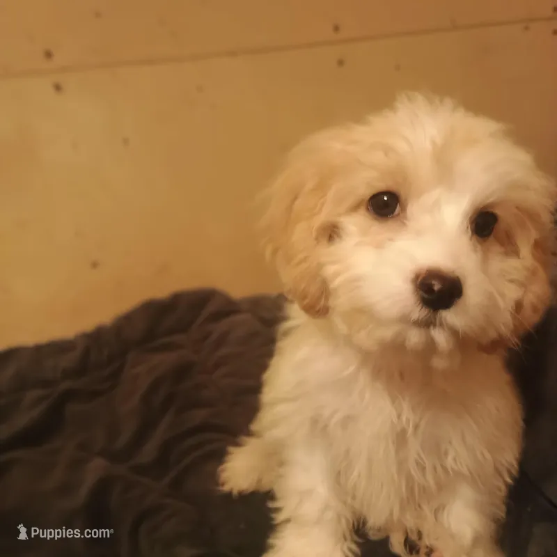 Charlie – Cavapoo puppy for sale in Waldron, AR
