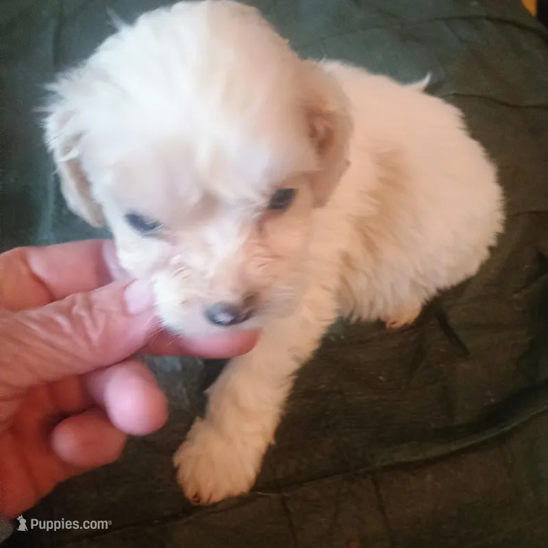 Smudge, a male Cavapoo for sale in Waldron, AR – Photo 1 of 2