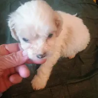 Smudge, a male Cavapoo for sale in Waldron, AR – Photo 1 of 2