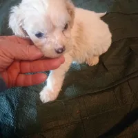 Smudge, a male Cavapoo for sale in Waldron, AR – Photo 2 of 2