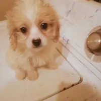 Belle, a female Cavapoo for sale in Waldron, AR – Photo 1 of 3