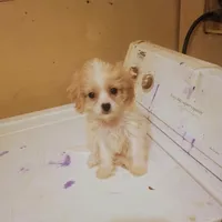 Belle, a female Cavapoo for sale in Waldron, AR – Photo 3 of 3