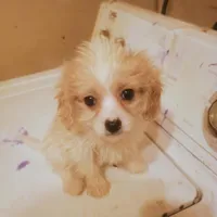 Belle, a female Cavapoo for sale in Waldron, AR – Photo 2 of 3