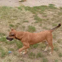 Ziggy, a female Belgian Malinois and German Shepherd Dog for sale in Waldron, AR – Photo 1 of 2