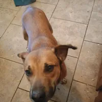 Ziggy, a female Belgian Malinois and German Shepherd Dog for sale in Waldron, AR – Photo 2 of 2