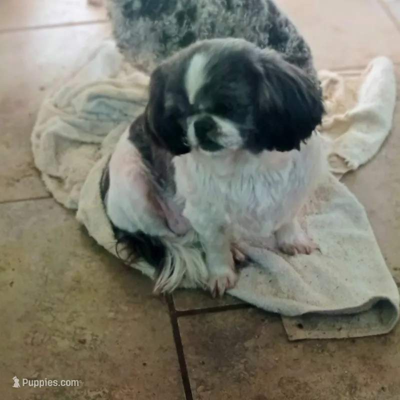 Judy – Shih Tzu puppy for sale in Waldron, AR