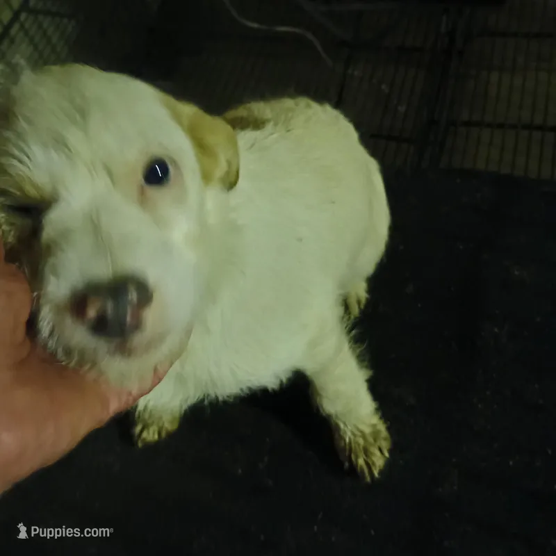 Betty – Miniature Schnauzer, West Highland White Terrier puppy for sale in Waldron, AR