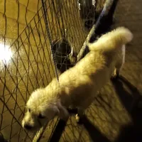 Fred, a male Standard Schnauzer for sale in Waldron, AR – Photo 2 of 2