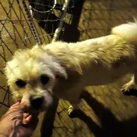 Fred, a male Standard Schnauzer for sale in Waldron, AR – Photo 1 of 2