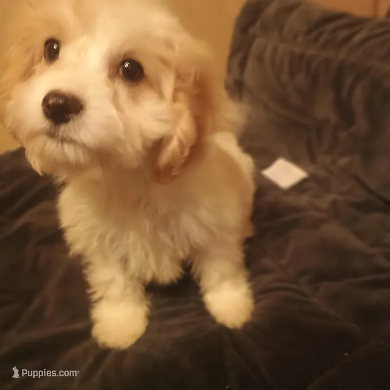 Buttons – Cavapoo puppy for sale in Waldron, AR