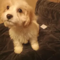 Buttons, a male Cavapoo for sale in Waldron, AR – Photo 1 of 2