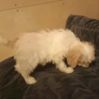 Buttons, a male Cavapoo for sale in Waldron, AR – Photo 2 of 2