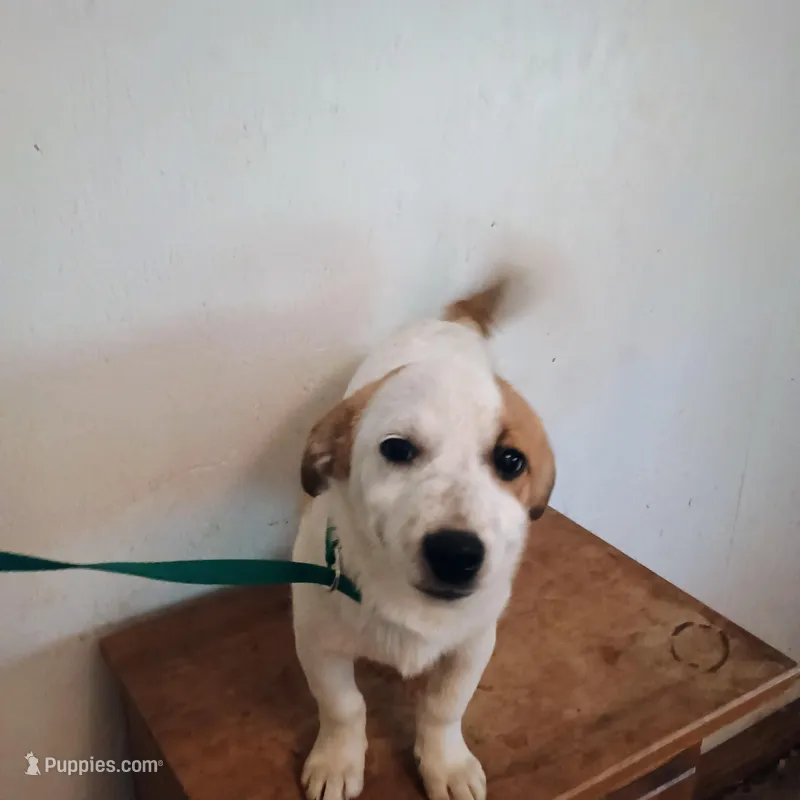 Dewy – Dachshund, Chihuahua puppy for sale in Waldron, AR