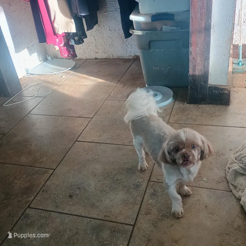 Cocoa – Shih Tzu puppy for sale in Waldron, AR