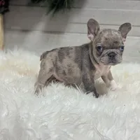 Mia, a female French Bulldog for sale in Millersburg, OH – Photo 5 of 7
