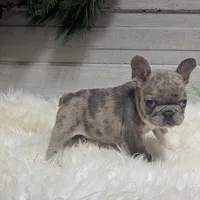 Mia, a female French Bulldog for sale in Millersburg, OH – Photo 1 of 7