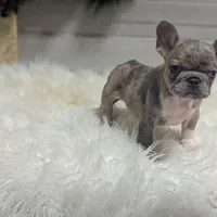 Mia, a female French Bulldog for sale in Millersburg, OH – Photo 2 of 7