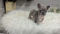 Mia, a female French Bulldog for sale in Millersburg, OH – Photo 2 of 7