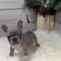 Mia, a female French Bulldog for sale in Millersburg, OH – Photo 4 of 7