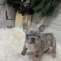 Mia, a female French Bulldog for sale in Millersburg, OH – Photo 6 of 7