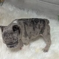 Mia, a female French Bulldog for sale in Millersburg, OH – Photo 3 of 7