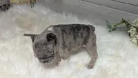 Mia, a female French Bulldog for sale in Millersburg, OH – Photo 3 of 7