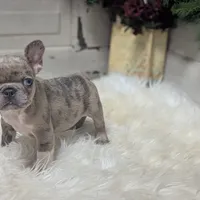 Mia, a female French Bulldog for sale in Millersburg, OH – Photo 7 of 7