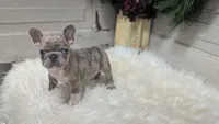 Mia, a female French Bulldog for sale in Millersburg, OH – Photo 7 of 7