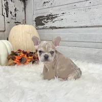 Max, a male French Bulldog for sale in Millersburg, OH – Photo 2 of 7