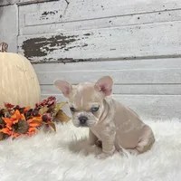 Max, a male French Bulldog for sale in Millersburg, OH – Photo 7 of 7