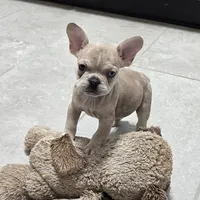 Max, a male French Bulldog for sale in Millersburg, OH – Photo 4 of 7