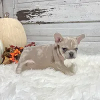 Max, a male French Bulldog for sale in Millersburg, OH – Photo 1 of 7
