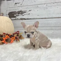 Max, a male French Bulldog for sale in Millersburg, OH – Photo 5 of 7