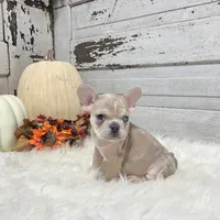 Max, a male French Bulldog for sale in Millersburg, OH – Photo 6 of 7